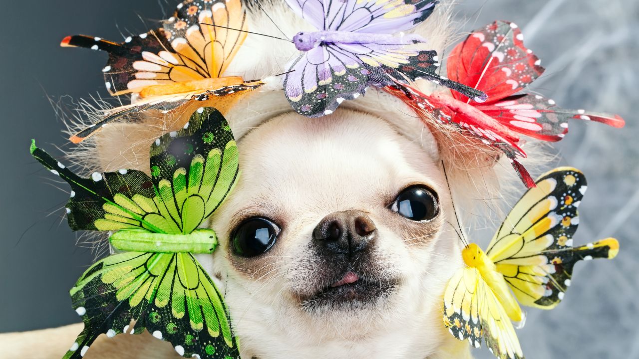 Types of Dog Portraits Offered by Pawfect2u