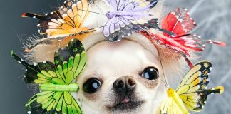 Types of Dog Portraits Offered by Pawfect2u