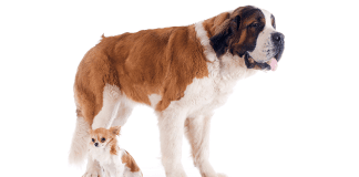 Automatic Puppy Dog Feeders As A Tool For Monitoring The Amount Of Dog Food